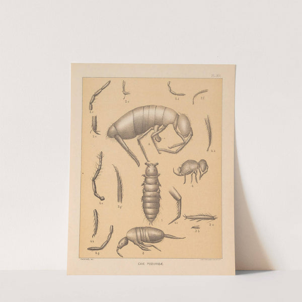 The cave fauna of North America Pl 16 by Alpheus Spring Packard