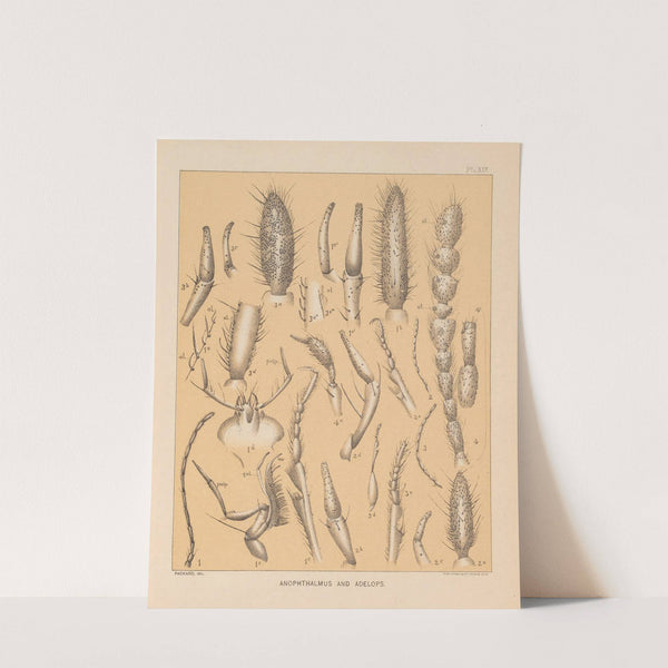 The cave fauna of North America Pl 19 by Alpheus Spring Packard