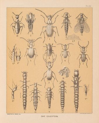 The cave fauna of North America Pl 20 — size preview