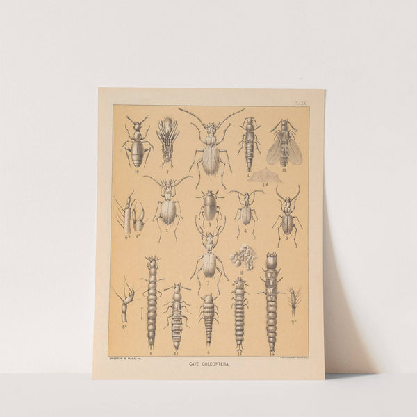 The cave fauna of North America Pl 20 by Alpheus Spring Packard