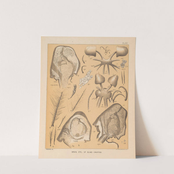 The cave fauna of North America Pl 21 by Alpheus Spring Packard