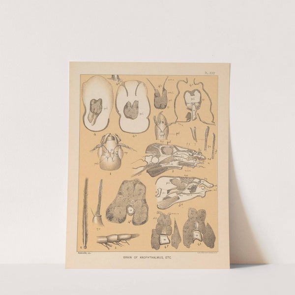 The cave fauna of North America Pl 22 by Alpheus Spring Packard