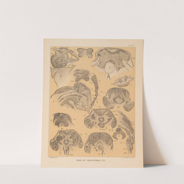 The cave fauna of North America Pl 24 by Alpheus Spring Packard