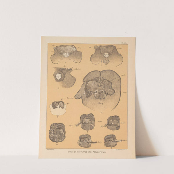 The cave fauna of North America Pl 25 by Alpheus Spring Packard