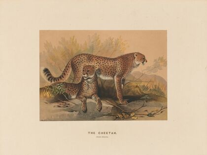 The Cheetah