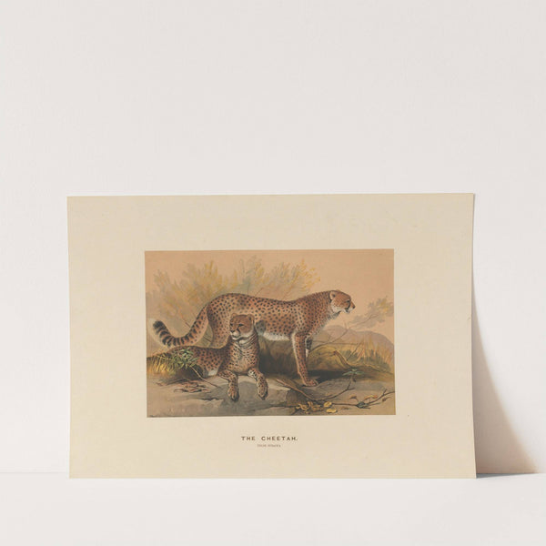 The Cheetah by Joseph Wolf