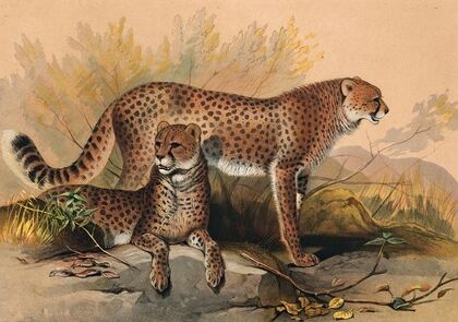 The Cheetah