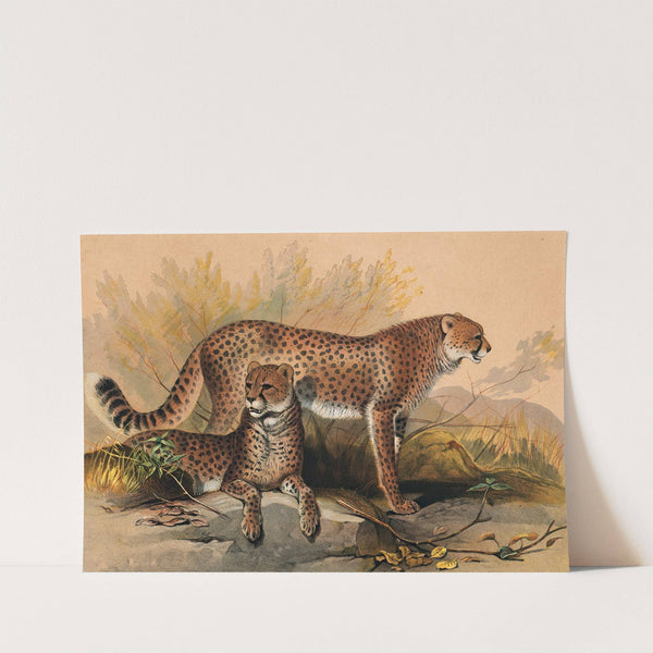 The Cheetah by Joseph Wolf