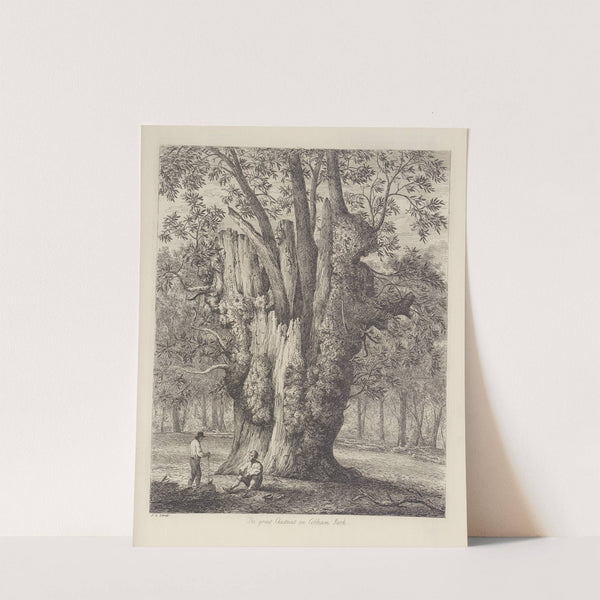 The Chesnut Tree Called The Four Sisters by Jacob George Strutt