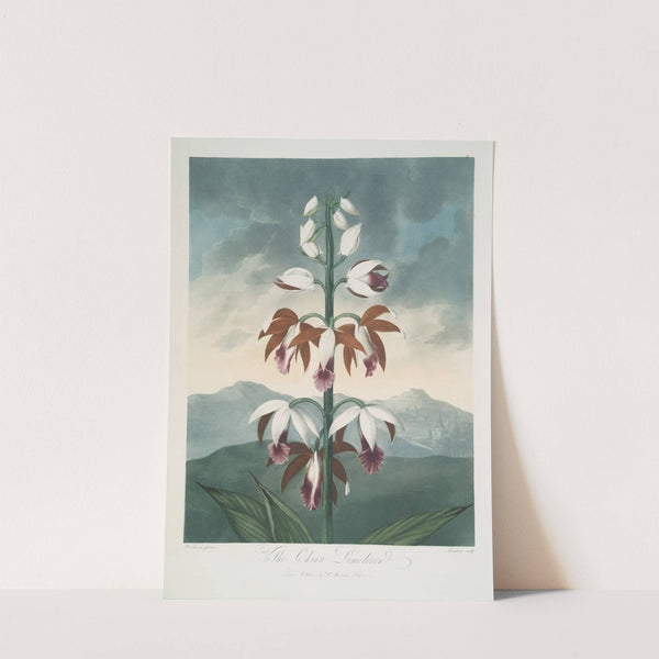 The China Limodoron by Robert John Thornton