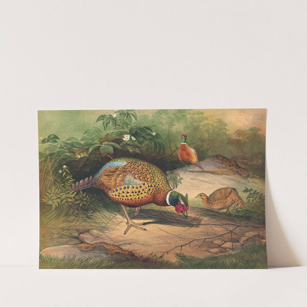 The Chinese Pheasant by Joseph Wolf