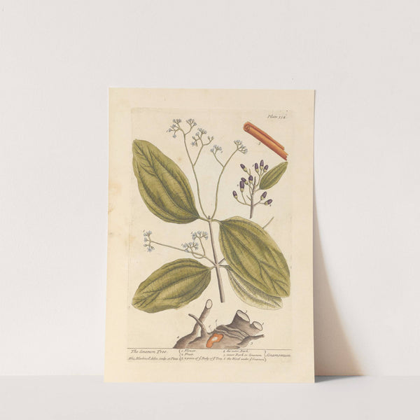 The cinamon tree (1739) by Elizabeth Blackwell