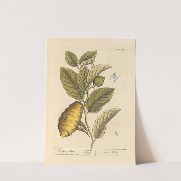 The citron tree (1739) by Elizabeth Blackwell
