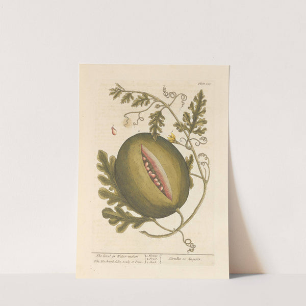 The citrul or water-melon (1739) by Elizabeth Blackwell