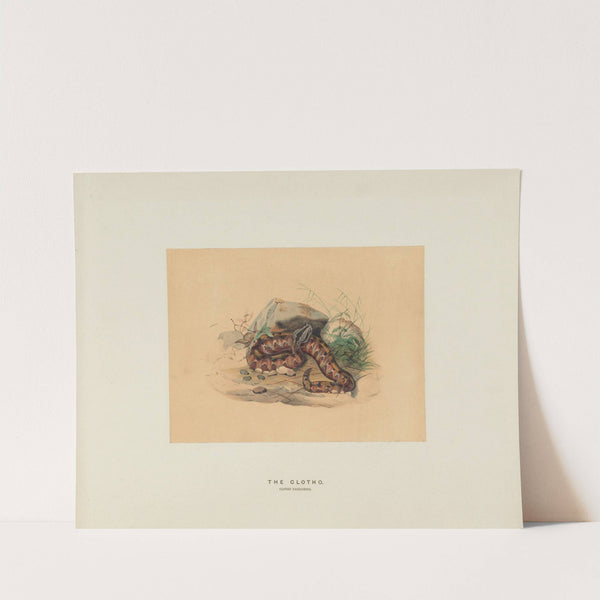 The Clotho by Joseph Wolf