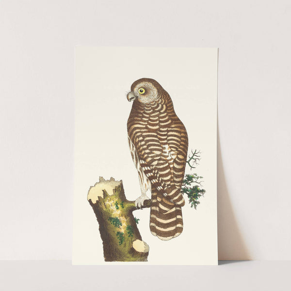 THE CLOUDED OWL by George Shaw