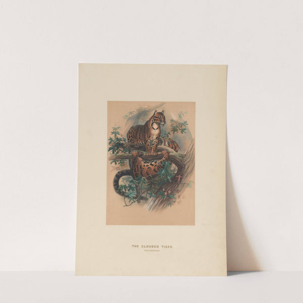 The Clouded Tiger by Joseph Wolf