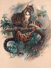 The Clouded Tiger