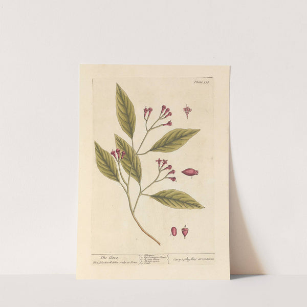 The clove (1739) by Elizabeth Blackwell