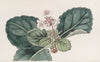 The coarse-fringed Indian Saxifrage