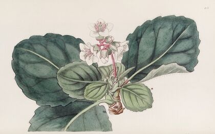 The coarse-fringed Indian Saxifrage