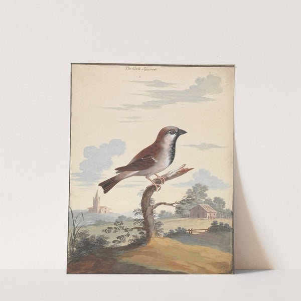 The Cock Sparrow by George Edwards