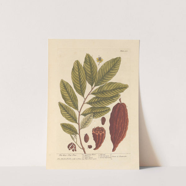 The coco nut tree (1739) by Elizabeth Blackwell