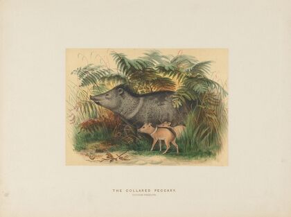 The Collared Peccary