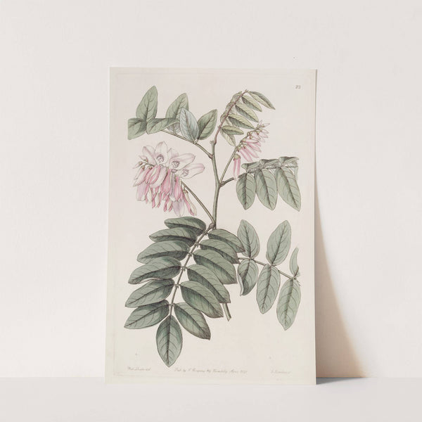 The comely Indigo by Sydenham Edwards