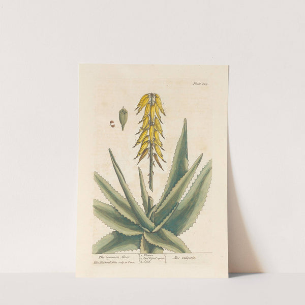 The common aloes (1739) by Elizabeth Blackwell