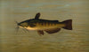 The Common Bullhead or Horned Pout, Amiurus nebulosus.