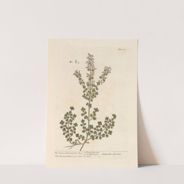 The common calamint of the shops (1739) by Elizabeth Blackwell