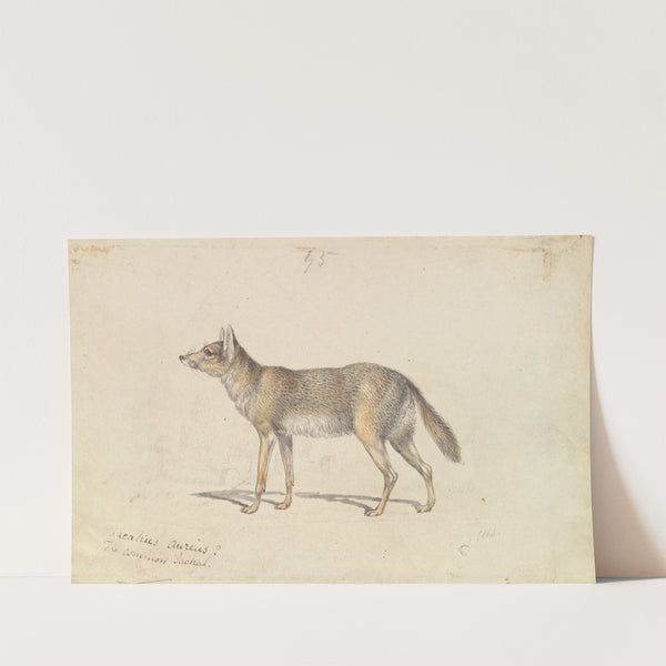 The Common Jackal (1837) by Charles Hamilton Smith