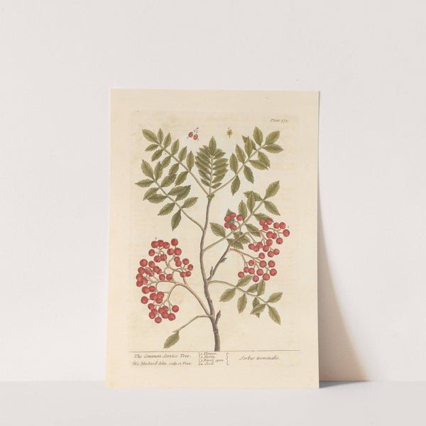 The common service tree (1739) by Elizabeth Blackwell