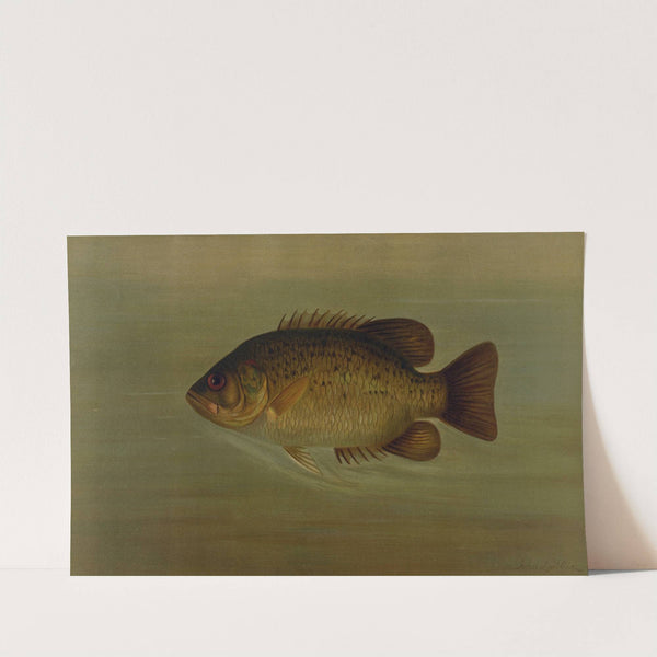 The Common Sunfish, Eupomotis gibbosus. by John L. Petrie