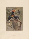 The Concave-casqued Hornbill