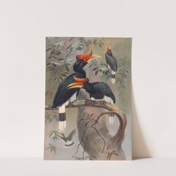 The Concave-Casqued Hornbill by Joseph Wolf