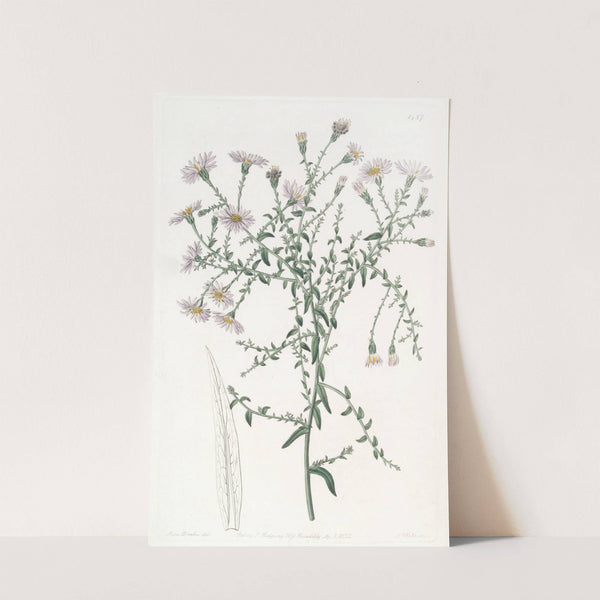 The Coris-leaved Starwort by Sydenham Edwards