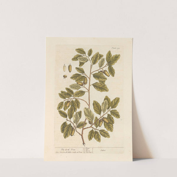 The cork tree (1739) by Elizabeth Blackwell