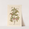 The cornel tree (1739) by Elizabeth Blackwell