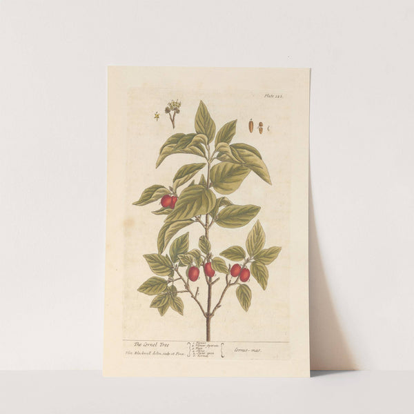 The cornel tree (1739) by Elizabeth Blackwell