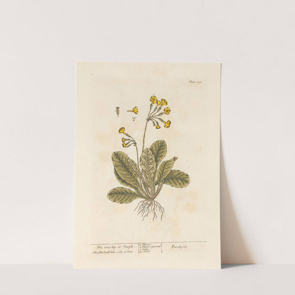 The cowslip or paigle (1739) by Elizabeth Blackwell