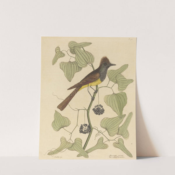 The Crested Flycatcher (Muscicapa cristata) by Mark Catesby