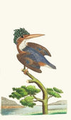 THE CRESTED KINGFISHER