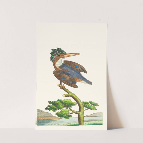 THE CRESTED KINGFISHER by George Shaw