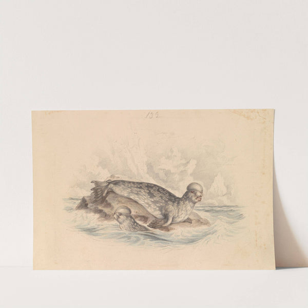 The Crested Seal by James Stewart