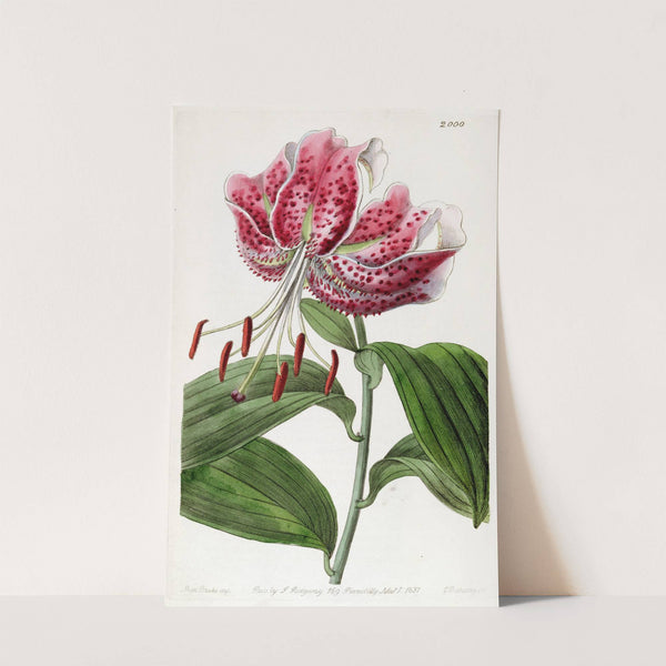 The Crimson Japan Lily by Sydenham Edwards