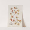 The Cushion Oncidium by Sydenham Edwards