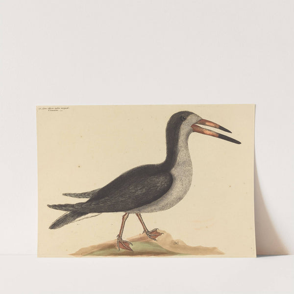 The Cutwater (Rhynchops nigra) by Mark Catesby