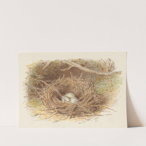 The Deserted Nest (tail piece) by Alfred W. Cooper